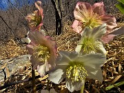 57 Ellebori multicolori in fiore